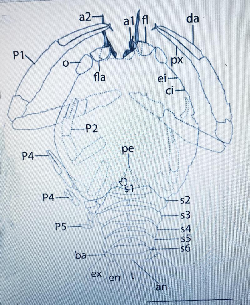 Rekonstruktionszeichnung von Knebelia schuberti MEYER Bild ©